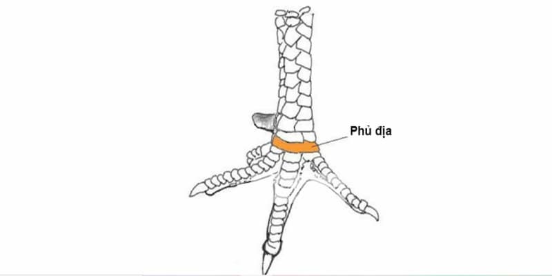 vay-ga-phu-dia-mang-lai-suc-khoe-vuot-troi