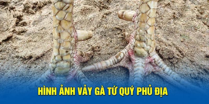 vay-ga-phu-dia-tu-quy