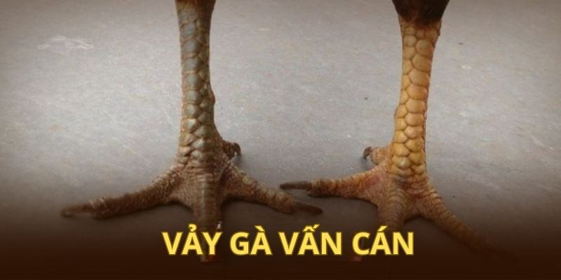 vay-ga-van-can